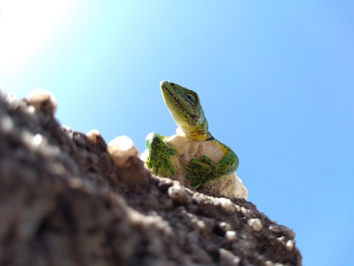 “Iguana de Cobre (Pristidactylus casuhatiensis) en las rocas”