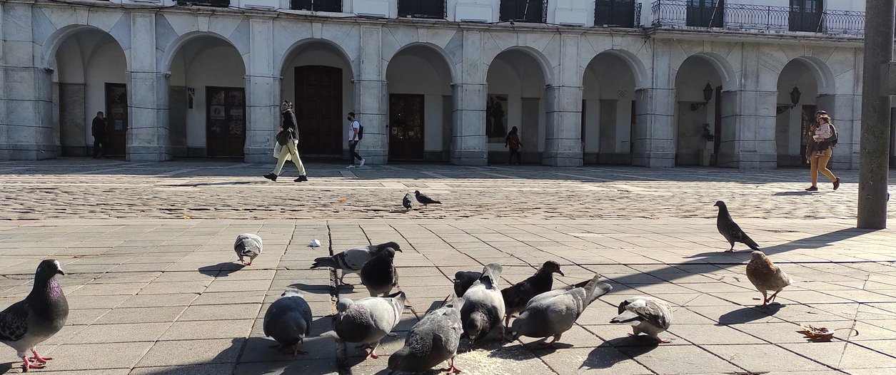 Palomas en la Ciudad de Córdoba