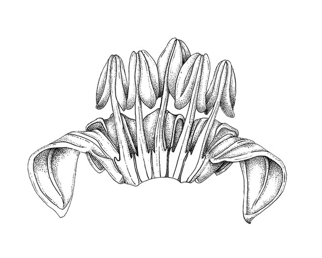 10 corola-capsicum-blatteum.jpg