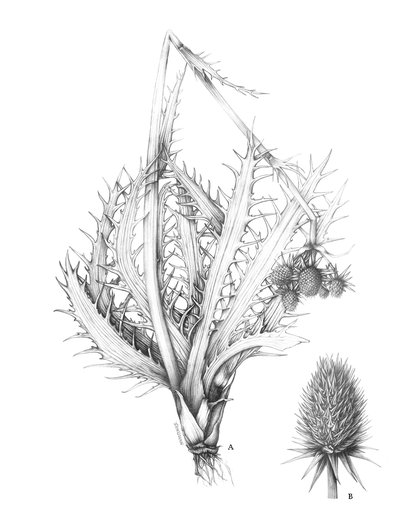 16 eryngium-agavifolium-f.jpg