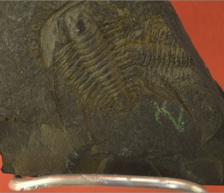 1Lo que debe verse en portada de era Paleozoica.jpg