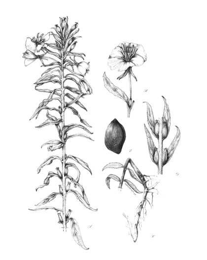 35 oenothera-tafiensis.jpg