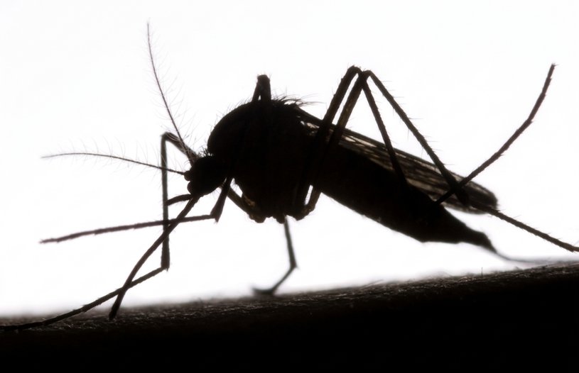 Ecología comportamental del patrón alimentario de mosquitos del género Culex como vectores puente de los virus encefalitis de St. Louis y West Nile (Flavivirus, Flaviviridae)