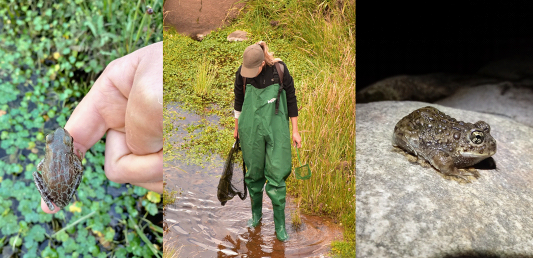 Efecto de la composición del paisaje y la invasión por salmónidos sobre los anfibios de los ecosistemas de altura de las Sierras Pampeanas Centrales