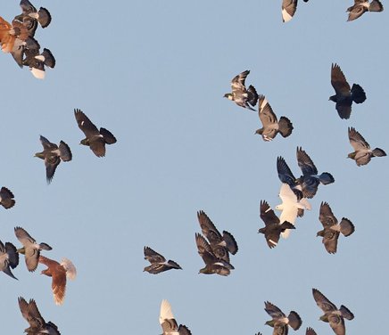 Anita - Portada Web  (50).jpg