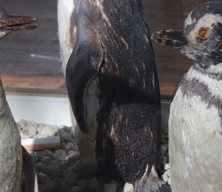 Aniversario del Museo de Zoología.jpg