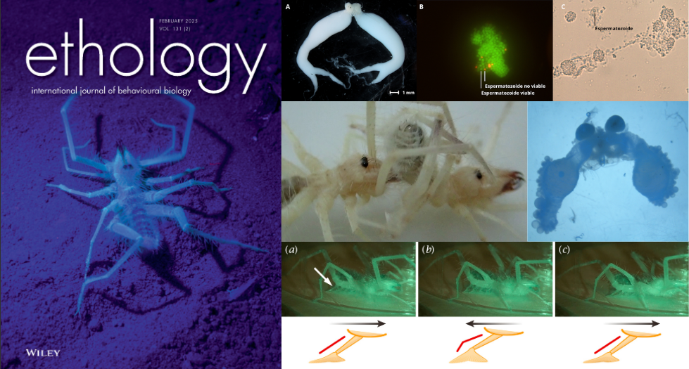 Defensa de Tesis Doctoral: Biología reproductiva en solífugos (Arachnida, Solifugae): una aproximación desde la selección sexual