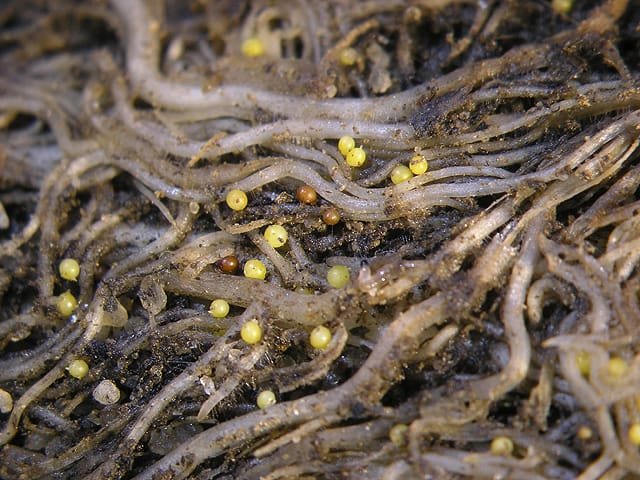 Defensa de Tesis Doctoral: Caracterización genética y filogeografía de poblaciones de Globodera spp. (Nematoda: Heteroderidae) asociadas con el cultivo de papa
