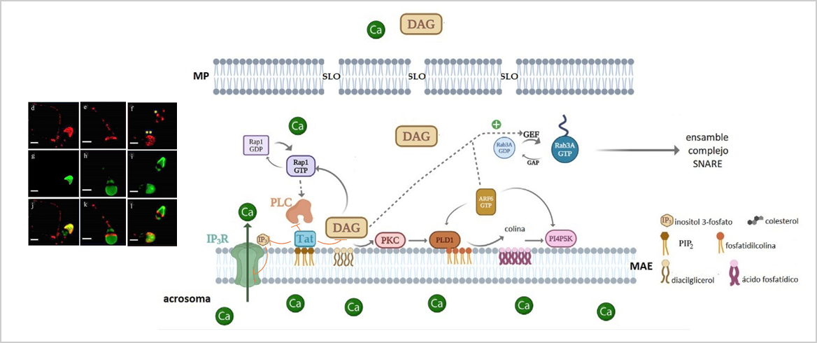 DOCTORANDO PACHECO ANAHI.png