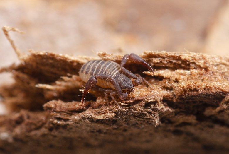 Defensa de Tesis Doctoral: Biología reproductiva en pseudoescorpiones (arachnida, pseudoscorpiones): una aproximación desde la selección sexual