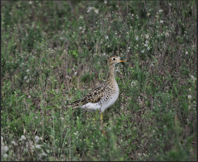 DT-Natalia Vreys.png