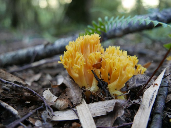Estudios evolutivos en Gomphales del cono sur: una aproximación desde la sistemática filogenética y la biogeografía histórica