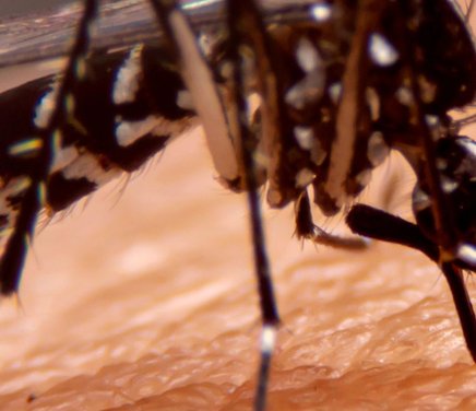 Dengue Innovación para el control preventivo de Aedes aegypti.jpg