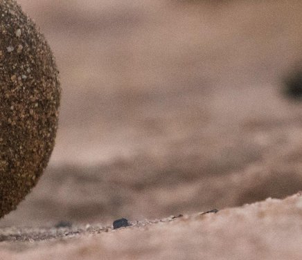 Diversidad taxonómica y grupos funcionales de dípteros sarcosaprófagos y coprófagos en áreas conservadas y antropizadas en una matriz urbana.jpg