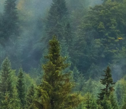 Estudio de la resistencia vegetal a múltiples factores de estrés en bosques de alta montaña.jpg