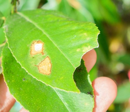 Estudios de interacciones insecto planta para el manejo de plagas.jpg