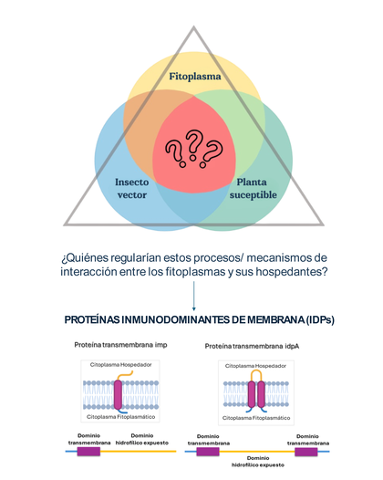 Defensa de Tesis Doctoral: Proteínas de membrana en fitoplasmas del grupo X-disease y su rol en la interacción con hospedantes. Un abordaje molecular