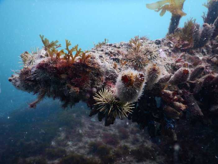 Defensa de Tesis Doctoral: Ascidias introducidas y efectos ecosistémicos: el caso de la ascidia Styela clava en el Golfo San Matías