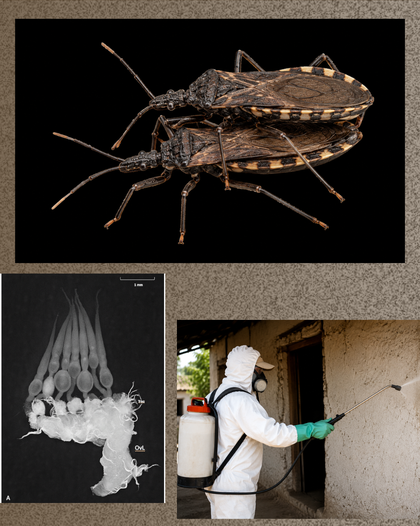 Defensa de Tesis Doctoral: Estudio sobre la reproducción de Triatoma infestans: costos biológicos de la resistencia a insecticidas y efectos subletales de la deltametrina