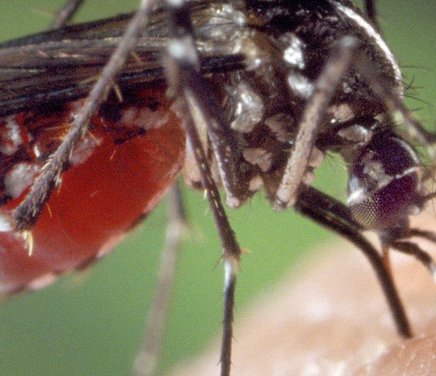 Grupo Mosquitos.jpg