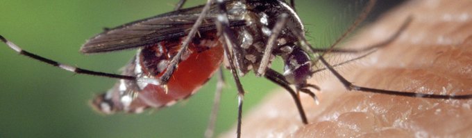 Grupo Mosquitos.jpg