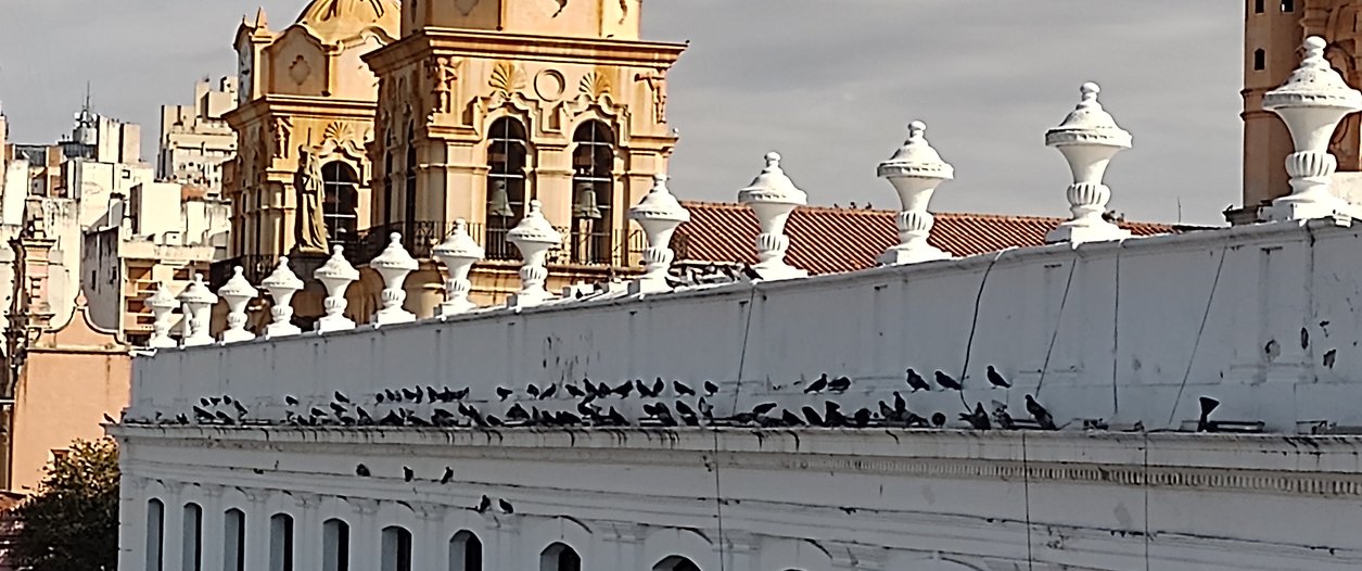 Palomas en la Ciudad de Córdoba