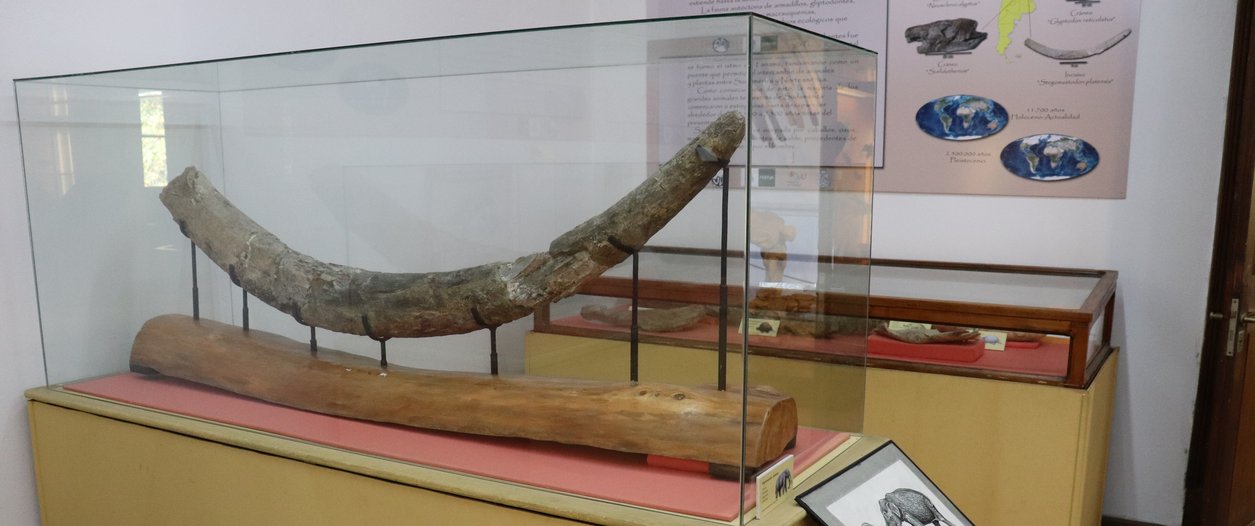 Aniversario de Museo de Paleontología