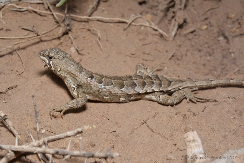 Defensa de Tesis Doctoral: Efectos de los cambios en el uso del suelo sobre la distribución geográfica de dos especies de mamíferos fosoriales de la provincia de Córdoba Ctenomys bergi y C. osvaldoreigi