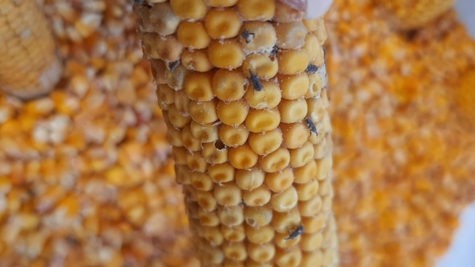 Efecto de compuestos orgánicos volátiles naturales de origen bacteriano y vegetal sobre la conducta asociada a la repelencia del insecto plaga Sitophilus Zeamais