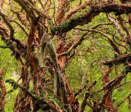 Mejoramiento de la germinación de semillas y la supervivencia de plantines de Polylepis australis (Tabaquillo).jpg
