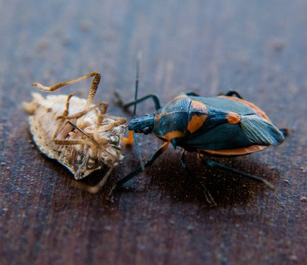 Misc-Insects-151023-566.jpg