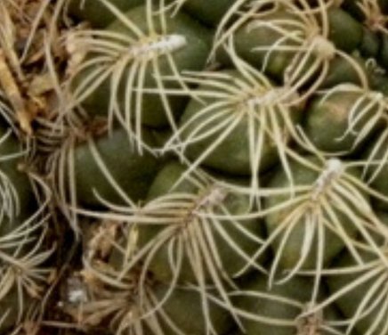 Morfoanatomía y Ecología de Cactus nativos de Córdoba.jpg