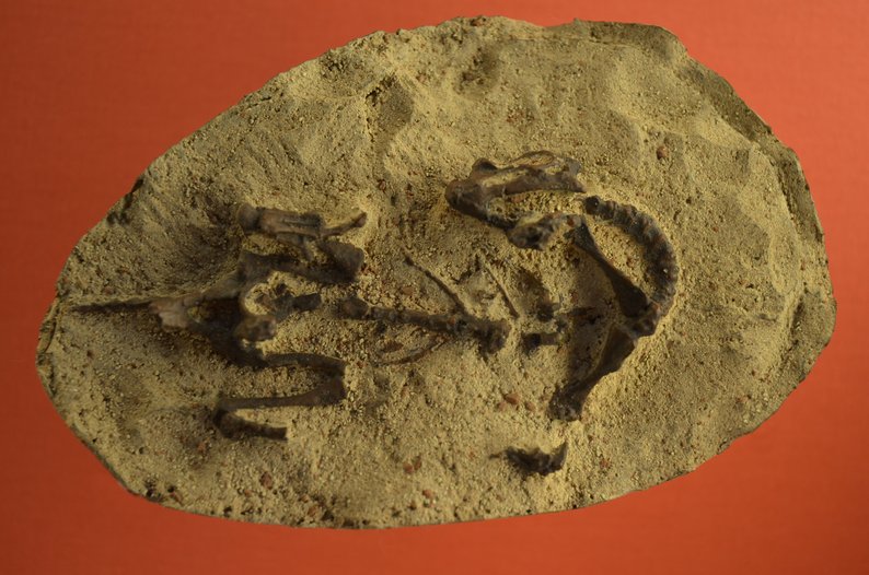 Mussaurus patagonicus (en itálica en pie de figura).JPG