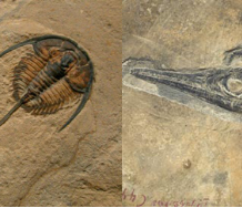 Paleobiologia