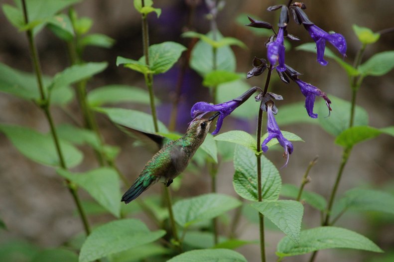 Dinámica evolutiva de las preferencias climáticas, la morfología floral y las trayectorias ontogenéticas en el clado Sudamericano de Salvia subgén. Calosphace (Lamiaceae).