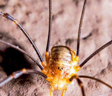 Selección sexual y ecología del comportamiento en un opilión endémico de altura (Opiliones, Golyleptidae).jpg