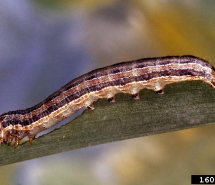 Spodoptera frugiperda.jpg