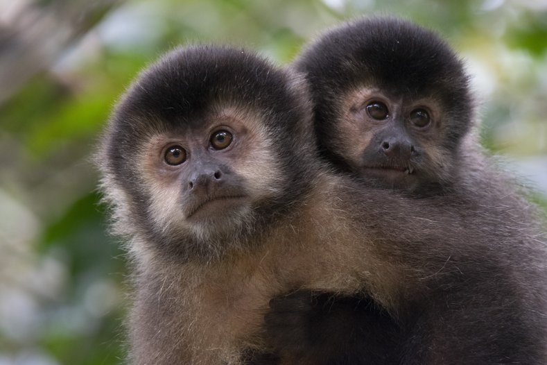 Descortezado de pinos en plantaciones forestales de Misiones por monos caí (sapajus nigritus): causas del problema y posibles medidas de mitigación