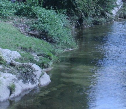 Vivir en ambientes acuáticos degradados desafíos y respuestas con relevancia ecofisiológica en peces el caso del río suquía tras dos décadas de contaminación.jpg