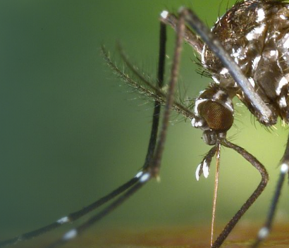 Instituto de Diversidad y Ecología Animal (IDEA)