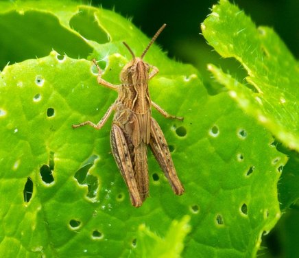 _Grupo Interacciones Insecto-Planta.jpg