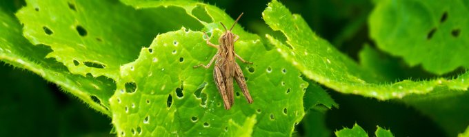 _Grupo Interacciones Insecto-Planta.jpg