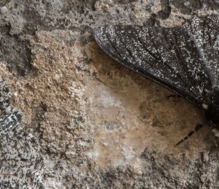 _Grupo Polillas, Mariposas Y Libélulas.jpg