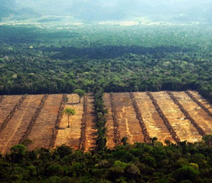 amazonia-bosques-deforestacion-areas_naturales_protegidas-4.jpg