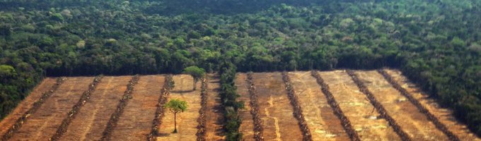 amazonia-bosques-deforestacion-areas_naturales_protegidas-4.jpg