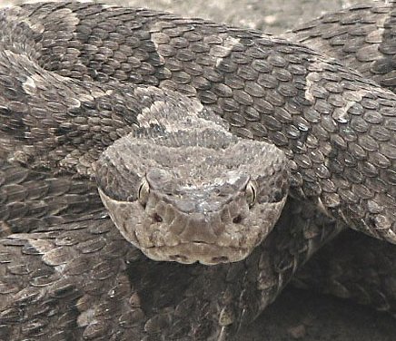 cabeza de bothrops.JPG