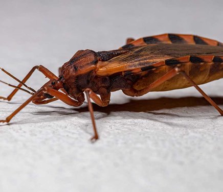 chagas001.jpg