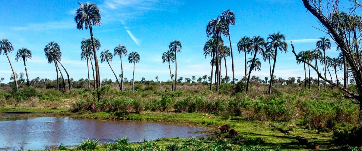 elpalmar-portada-1200x675.jpg