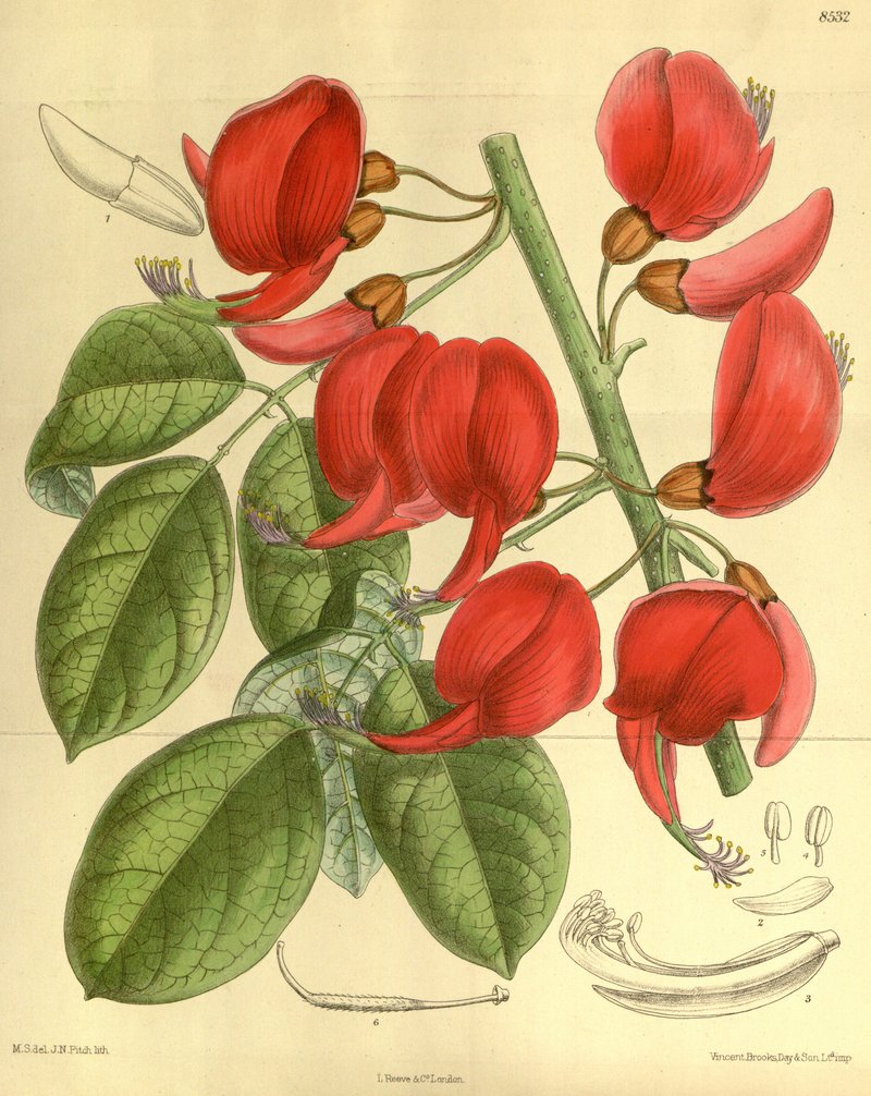 erythrina_pulcherrima.jpg