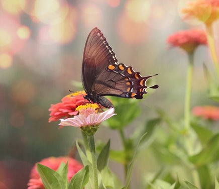 fascinante-imagen-macro-pequena-mariposa-satyrium-negra-sobre-flor-rosa.jpg